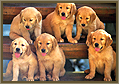 Puppies class: scuola per cuccioli