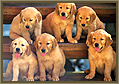 Puppies class: scuola per cuccioli Puppies class: scuola per cuccioli